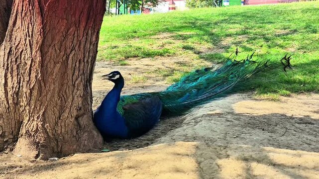 60fps wildlife video of a colorful male peacock relaxing in a garden.