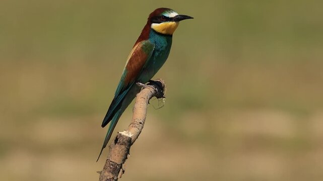 bee-eater is perching on a branch 