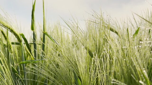 Sparkling dew drops cling to vibrant green barley stalks in a peaceful field. This serene morning scene feels fresh and hopeful. The sun shines through the wet blades, creating a calm atmosphere.