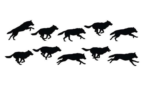 Set of black silhouettes of a running wolf showing various dynamic poses and motion sequences.