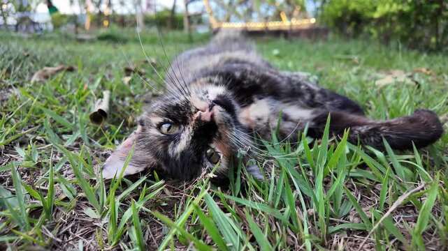 Gato dom&eacute;stico boca arriba en un jard&iacute;n verde