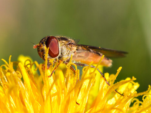 Close-up of a hoverfly feeding on a yellow dandelion flower