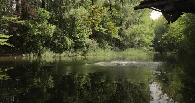 Jumping in the river from a tree platform, slow motion