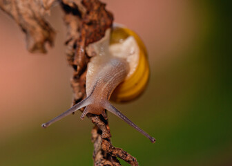 Close up shot of a snail with yellow shell moving down a dry branch © Krajcir
