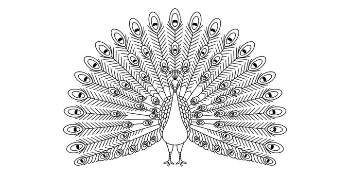 Beautiful black and white line art drawing of a majestic peacock showing its large tail feathers fanned out in a decorative symmetrical pattern for coloring Vector, illustration