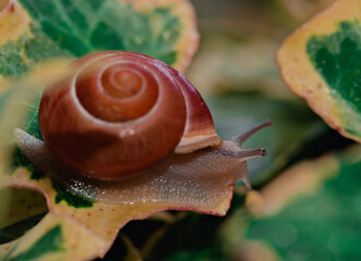 Snail crawling on green and yellow ivy leaves in nature close up shot © Krajcir