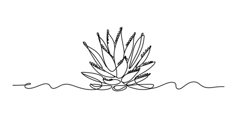 Continuous single line drawing of an agave plant succulent with sharp leaves in a minimalist artistic style for modern interior decor and botanical design Vector, illustration © Raj Creator
