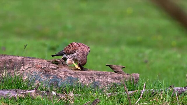 Common Kestrel Bird Eating Prey Perched On Fallen Log In Green Grassy Field