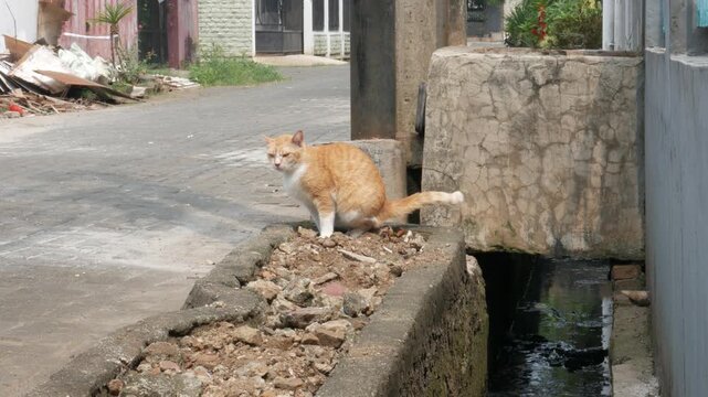 cat defecating on the street