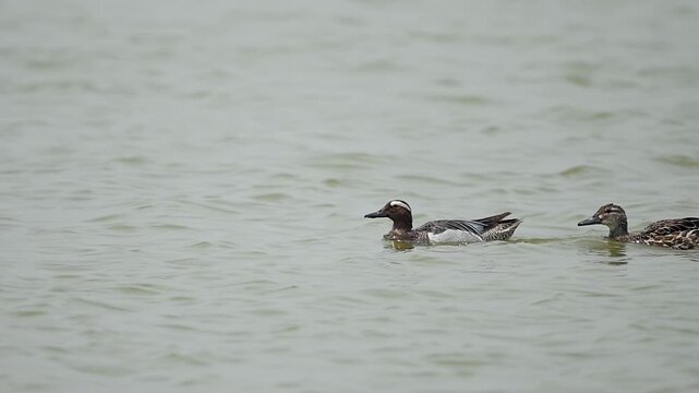 Beautiful waterfowl pair displaying natural behavior upon open waters.