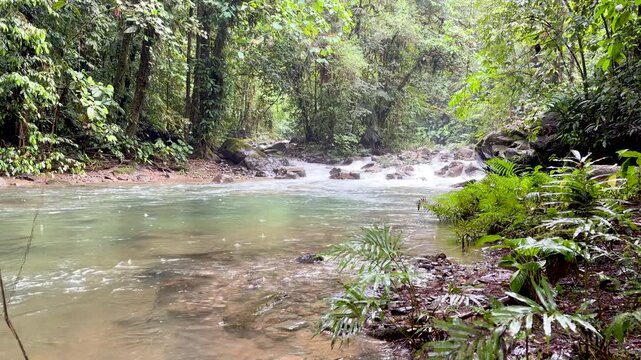 Wide shot of a rocky stream in Pachijal, Choco Andino, Ecuador. Moss-covered boulders and dense tropical vegetation line the banks. Ideal for nature and wilderness content.