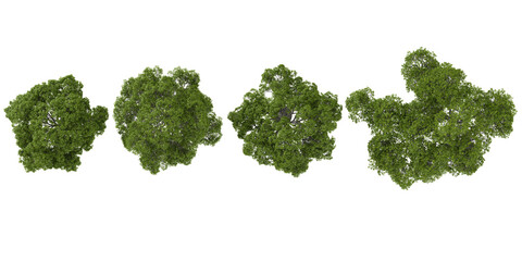 Fototapeta premium Collection of Quercus plants isolated on white background from the top view