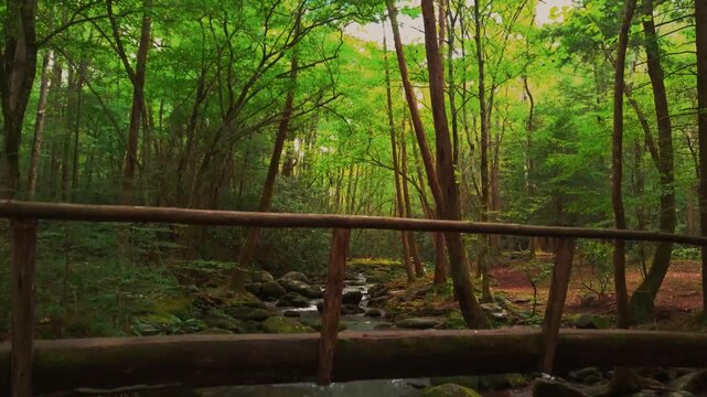 Hiking trail winds through lush Tennessee backwoods and crosses over a babbling forest stream