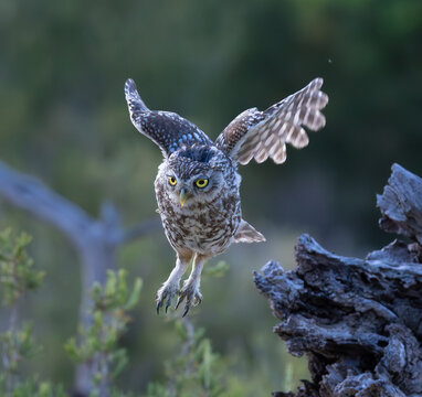 MOCHUELO EUROPEO (Athene noctua)