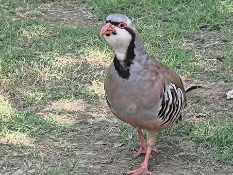 Close-up of a beautiful wild Chakor bird calling in a field.