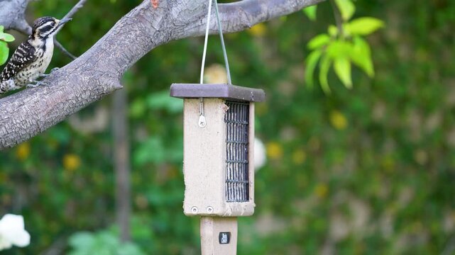 A Nuttall's Woodpecker feeds at a Southern California Suet feeder.