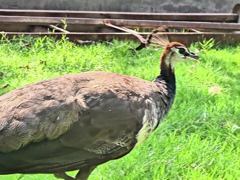 60fps wildlife video of a brown peahen bird in daylight.