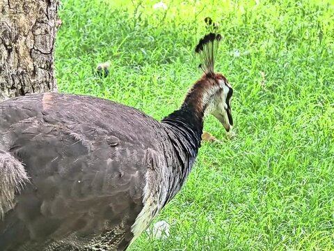 60fps wildlife video of a brown peahen bird in daylight.