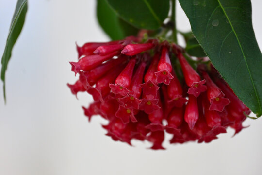 Close-up of Cestrum elegans (purple cestrum), showing clusters of small tubular purple-red flowers with soft natural garden light and delicate floral detail.