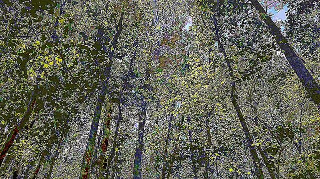 Moving view of the forest
