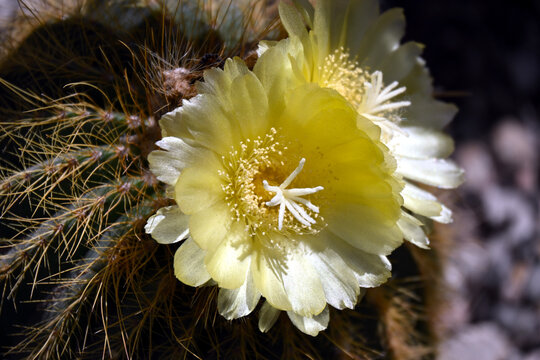 Close-up of a pale yellow flower of Parodia leninghausii, highlighting delicate petals, detailed floral structures, and the contrasting spiny cactus surface in natural light.