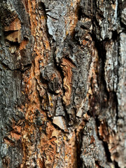 Fototapeta premium Macro shot of textured pine tree bark with distinctive bark beetle galleries and warm amber undertones.