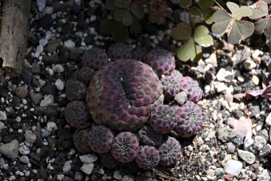 Extreme close-up of Sulcorebutia rauschii, showcasing distinctive purple cactus body, geometric tubercles, and intricate succulent textures in natural light.