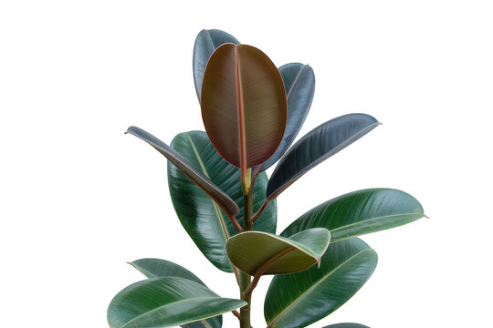 A close up of a rubber plant with glossy dark green and reddish brown leaves, isolated on a black background, for indoor botanical decor