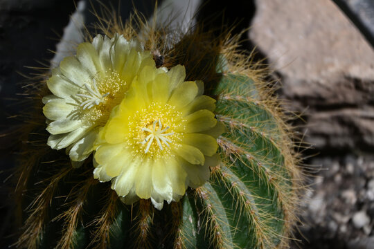 Close-up of a pale yellow flower of Parodia leninghausii, highlighting delicate petals, detailed floral structures, and the contrasting spiny cactus surface in natural light.