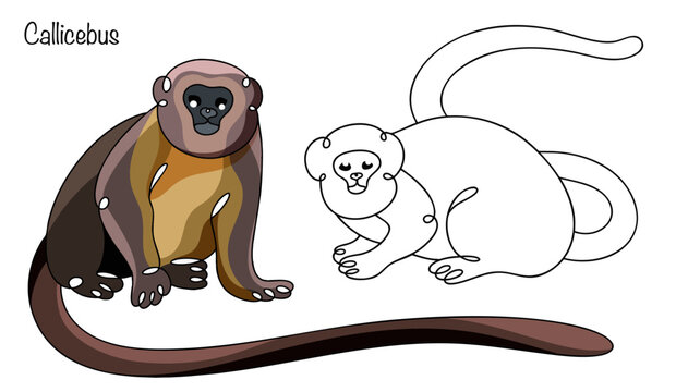 Callicebus