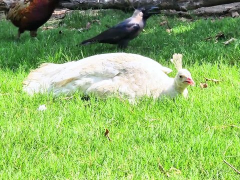 60fps wildlife video of a rare white leucistic peafowl in a garden.