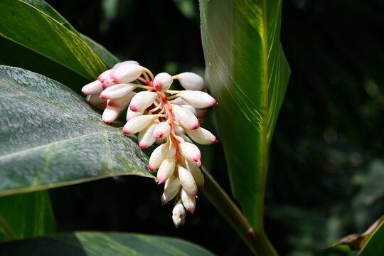 Close-up of a flowering inflorescence of Alpinia zerumbet, showing cascading buds and delicate white-pink petals with intricate tropical floral details in natural light.
