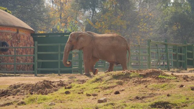 Elderly African elephant walks across fenced enclosure toward fresh hay laid out by zookeeper