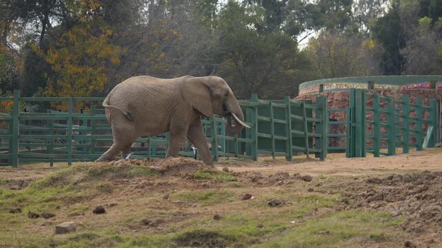 African elephant eats and throws pumpkin while walking across zoo enclosure