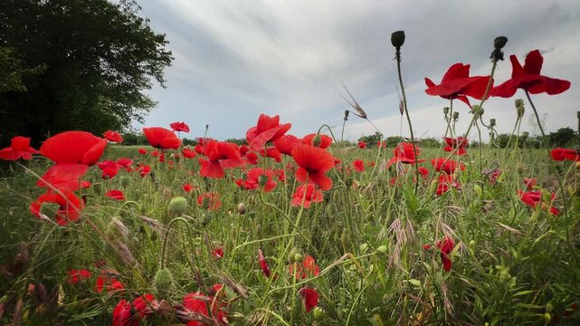 Blooming wild steppe with poppies and other plants
