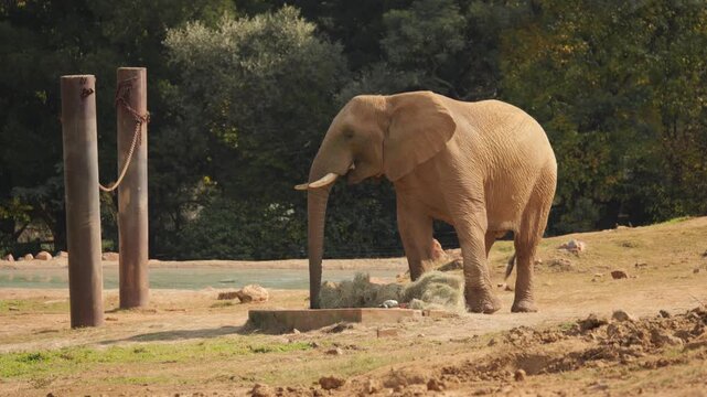 Elephant moves hay aside with trunk to get to tasty vegetables on feeding station within enclosure
