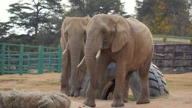 Two African Elephants eat whole carrots and hay on concrete feeding station in zoo enclosure