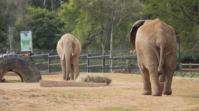 Rear view of African elephant walking toward another at zoo feeding station