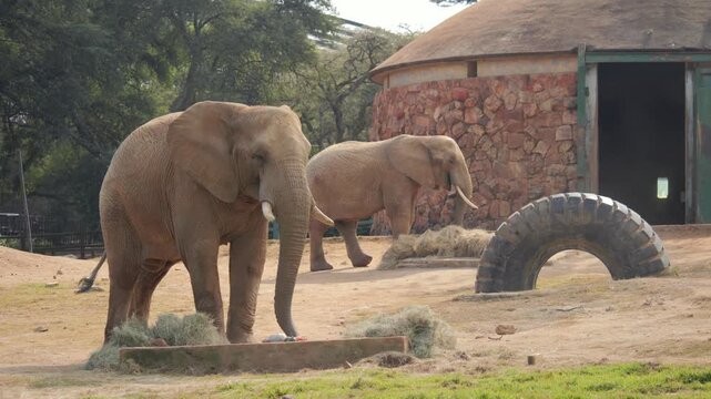 Two dusty elephants eat vegetables and hay in zoo enclosure