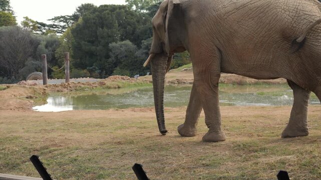 African Elephant walks along edge of zoo enclosure, surrounded by deep moat
