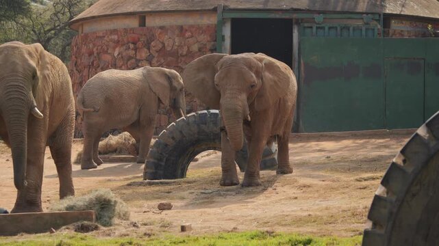 Elephant chases another away from feeding station to eat tasty vegetables and seeds