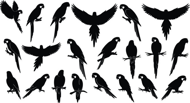 Collection of parrot silhouettes in various poses including perched, flying, wings spread, branch sitting, elegant tropical bird shapes for design &ndash; flat vector illustration