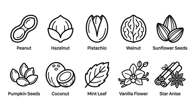 Minimalist vector illustration set featuring various food ingredients like nuts seeds spices and aromatic herbs