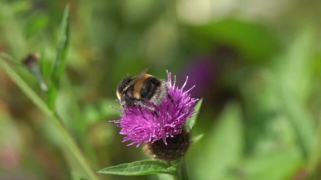 Buff-tailed bumblebee (Bombus terrestris) a bee flying insect found in the UK and Europe which has yellow bands across its abdomen and a white tail, wildlife nature stock video footage clip