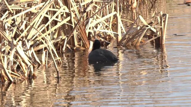 Eurasian coot (Fulica atra) pulling and feeding on dead reeds in a wetland, showcasing natural  waterfowl foraging behaviour, bird wildlife stock video footage clip
