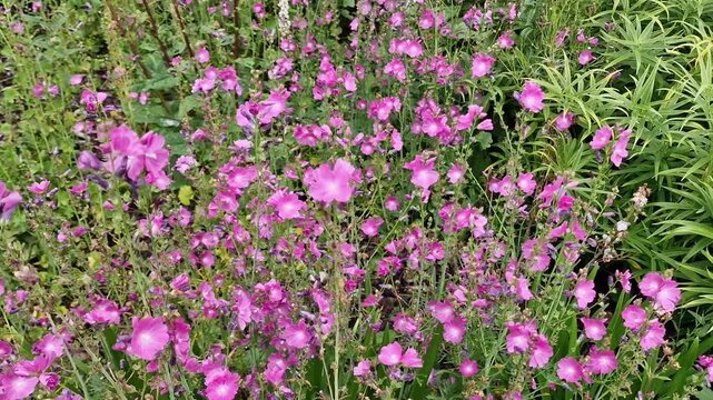 Sidalcea 'Rosaly' a summer flowering plant with a pink summertime flower commonly known as prairie mallow, gardening stock video footage clip