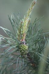 Obraz premium pine tree branches