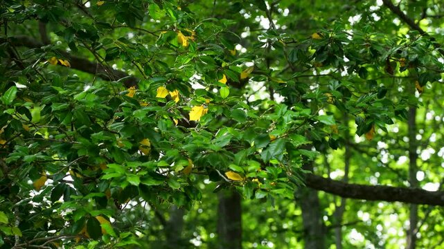 holly tree branches rustling in breeze with yellowing leaves