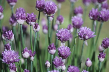 Obraz premium The garlic is flowering