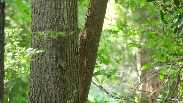 tree in the forest eastern gray squirrel on a tree trunk in the forest